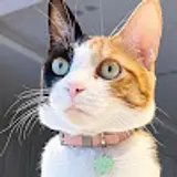 무요