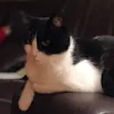 고규련