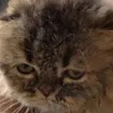 칙촉