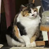송뭉치