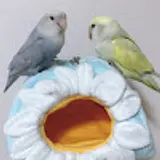 곽채영