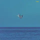 Hama