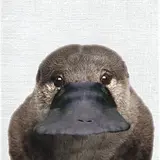 셔니