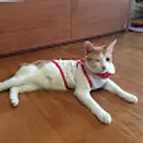 정새롬