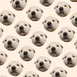 DooDoo