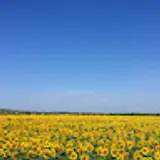 조수현