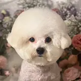 bearjb