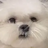 Bh S