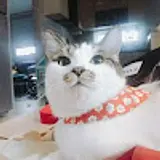 조성원