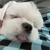 백무현