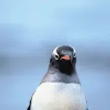 꾸우