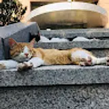 김동현
