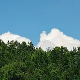 정정교