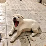 유지선