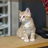 양유승