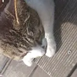 d L