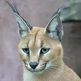 Karacal