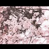 정아람