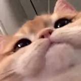 김주먹들고일어서