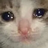 보리
